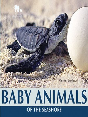 cover image of Baby Animals of the Seashore